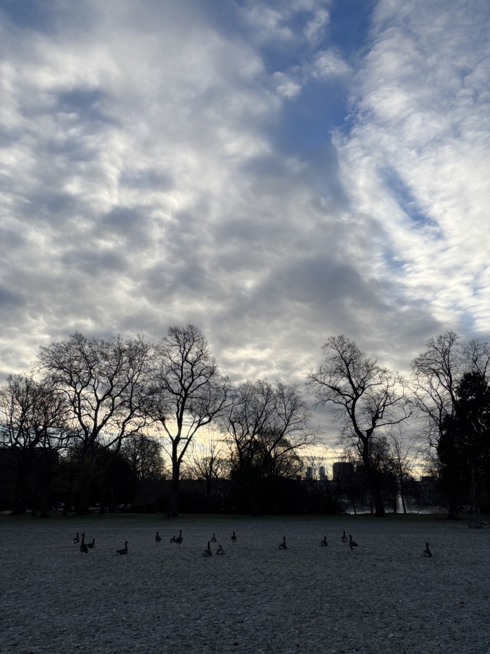 Photograph of geese gathering on the frost covered ground, shown behind are trees, clouds and a blue sky